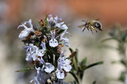 Anthophora sp.